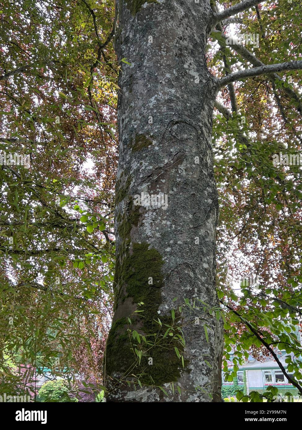 A close-up of the moss-covered trunk of a Fagus sylvatica (European beech) tree, surrounded by lush foliage, showcasing intricate textures of the bark - Smartphone Captured Stock Image