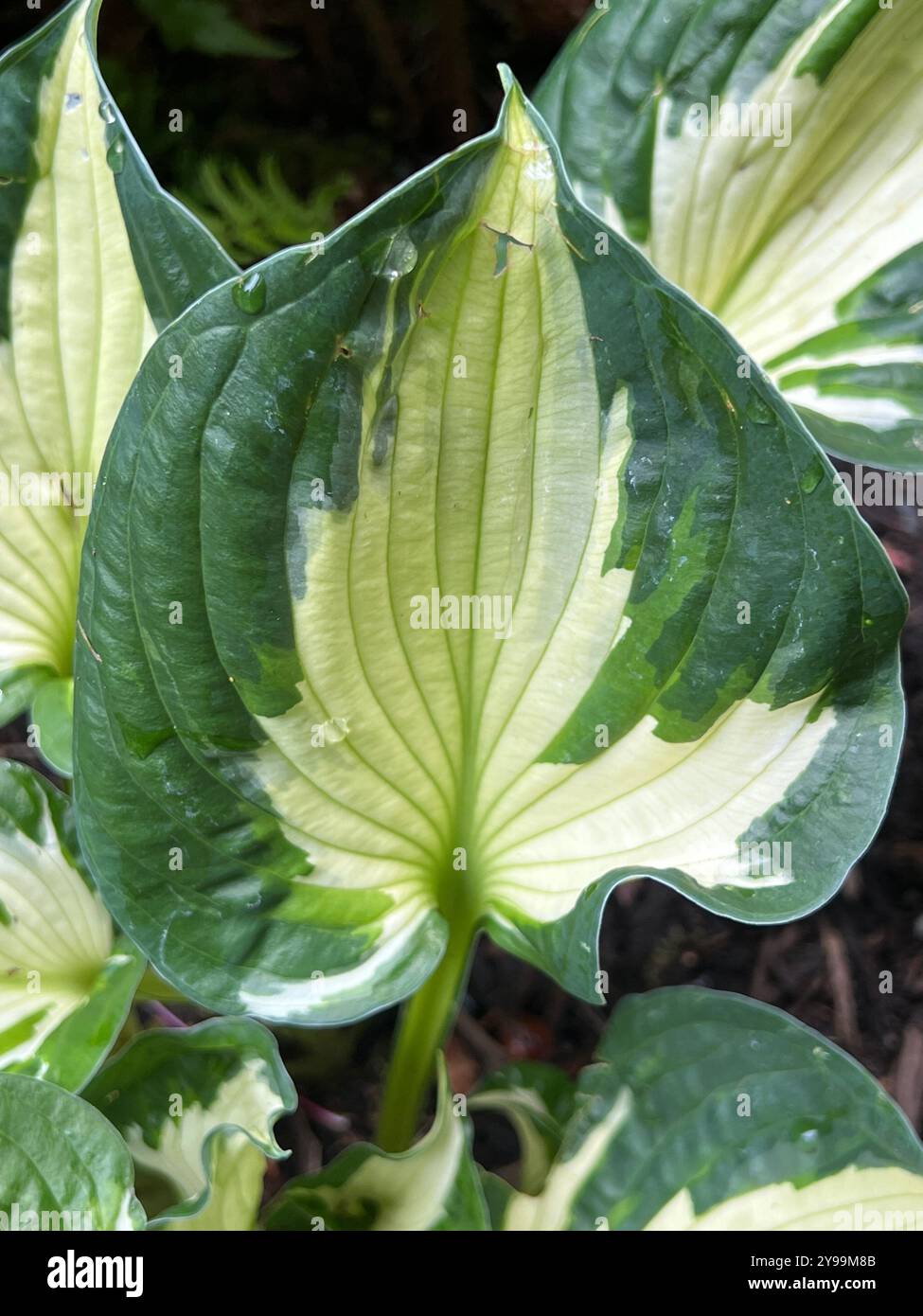 A close-up of a variegated Hosta leaf, displaying its striking green and cream patterns with fresh dewdrops on the surface. A beautiful foliage detail - Smartphone Captured Stock Image
