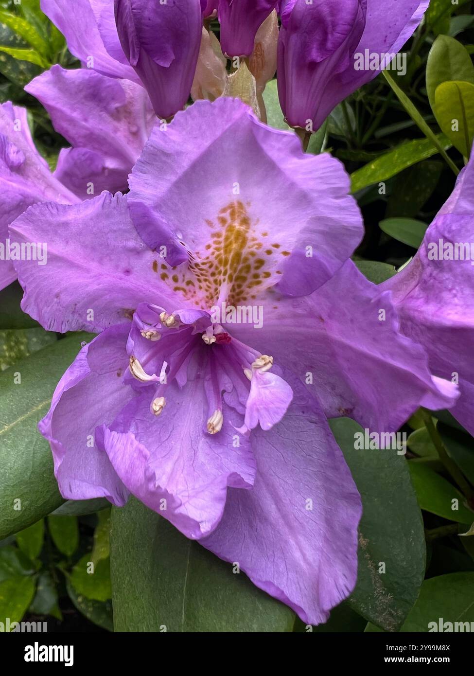 A close-up of a vibrant lavender rhododendron bloom with a striking yellow-speckled throat, surrounded by soft petals and unopened buds. - Smartphone Captured Stock Image