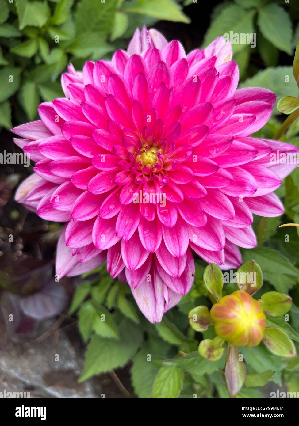 Vibrant pink dahlia in full bloom with a small bud nearby, surrounded by lush green leaves in the Sunken Garden at Butchart Gardens - Smartphone Captured Stock Image