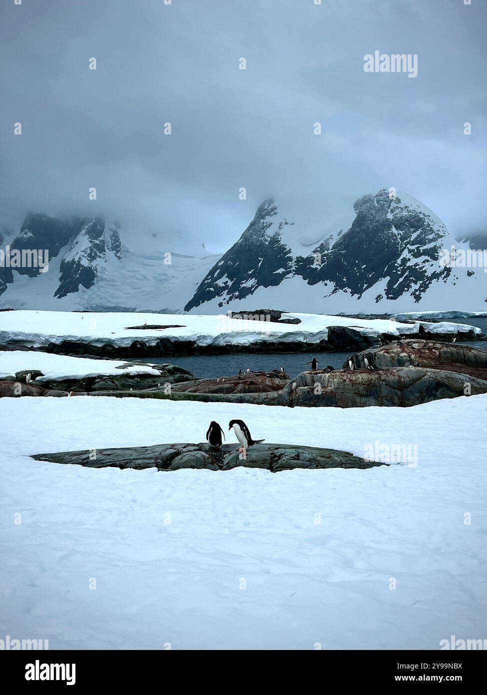 Gentoo Penguins (Pygoscelis papua) on snowy Petermann Island, Antarctica, with snow-covered rocky terrain and mist-shrouded mountains in background - Smartphone Captured Stock Image