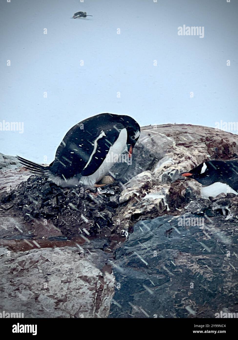 A pair of Gentoo Penguins (Pygoscelis papua) tend their nest during snowfall on Petermann Island, Antarctica, showcasing life in harsh polar conditons - Smartphone Captured Stock Image