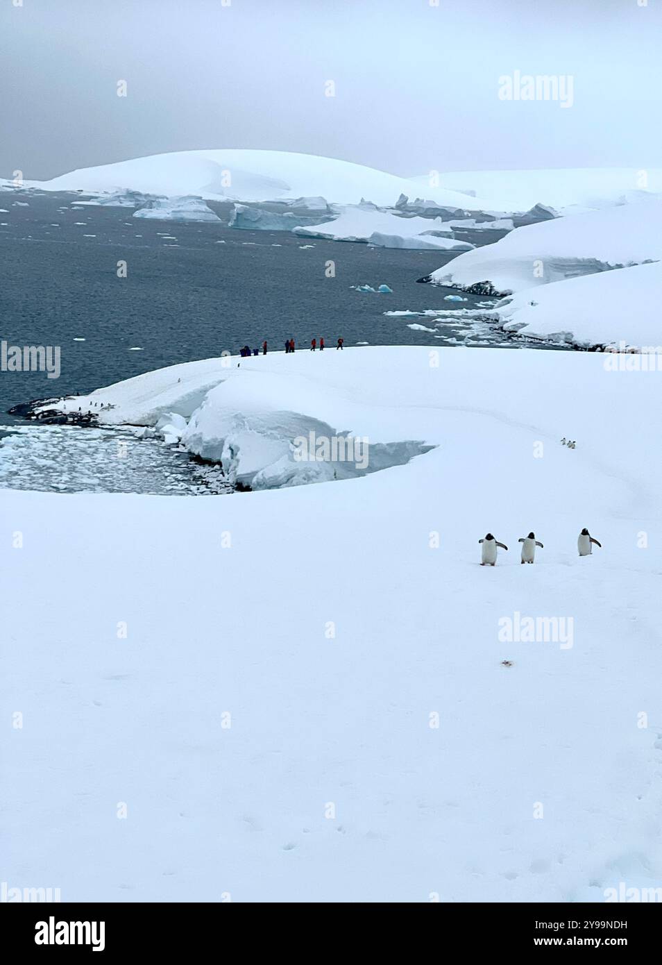 Three Gentoo Penguins (Pygoscelis papua) walk across the snow toward the sea, with a group of explorers in the distance, Petermann Island, Antarctica - Smartphone Captured Stock Image
