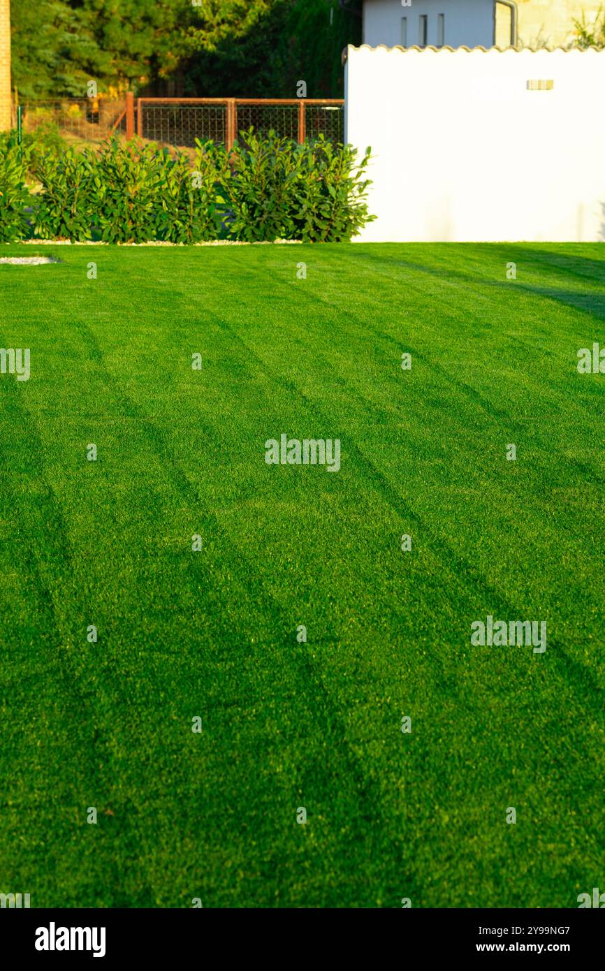 home backyard with green grass and sunrays Stock Photo - Alamy