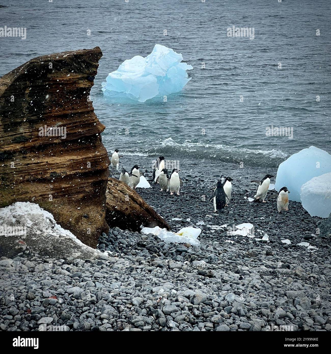 A group of Chinstrap Penguins (Pygoscelis antarcticus) gather on the rocky shore of Trinity Peninsula, Antarctica, with icebergs floating in the cold - Smartphone Captured Stock Image