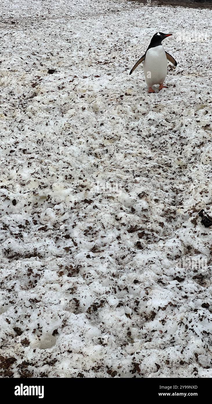A solitary Gentoo penguin (Pygoscelis papua) walks across a snow-covered landscape on Barrientos Island, South Shetland Islands - Smartphone Captured Stock Image