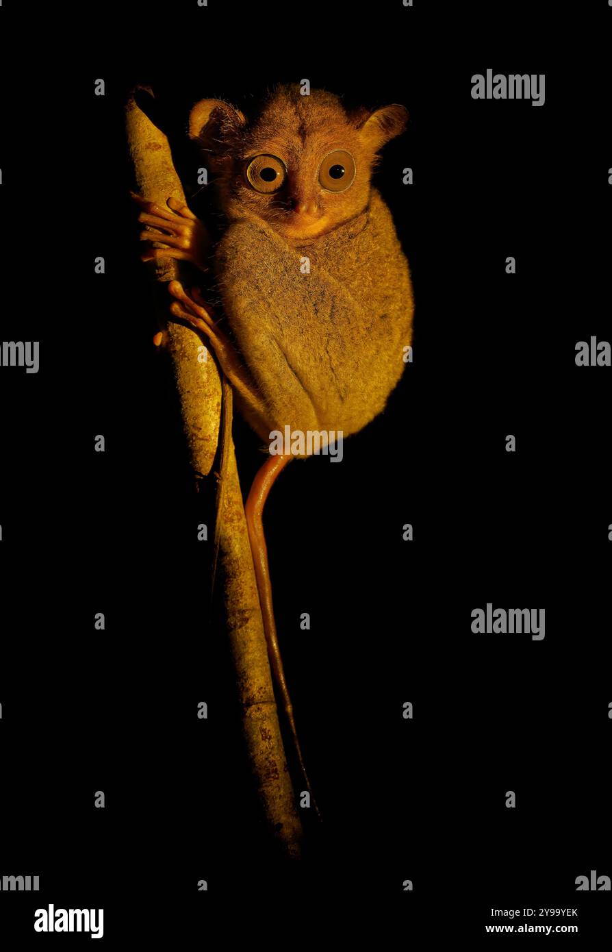Western Samar Insect Rainforest western sumatra hi-res stock photography and images - Alamy