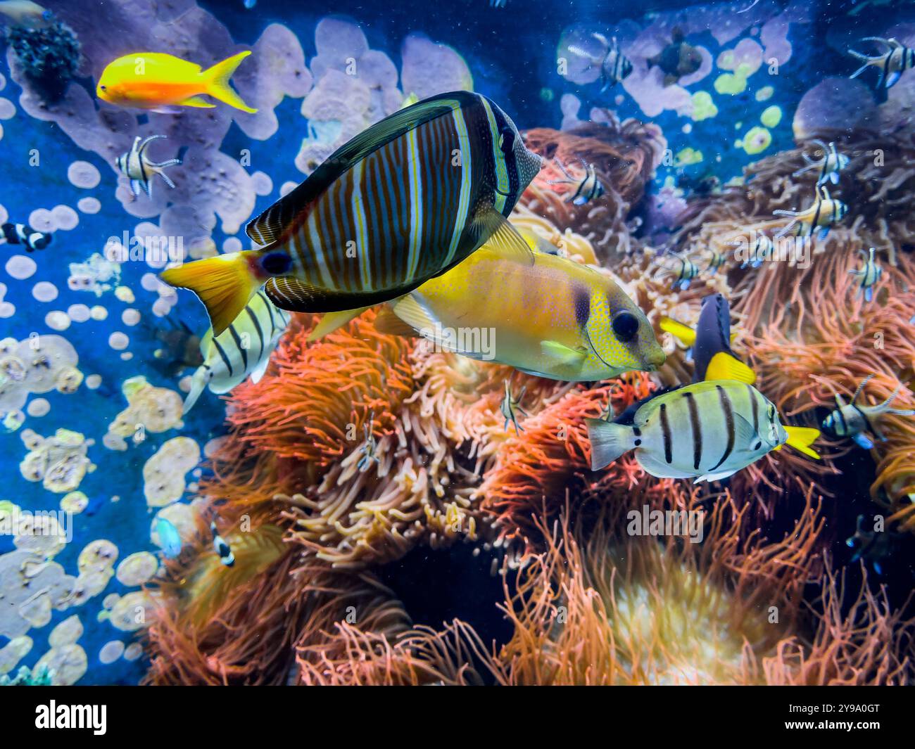 Underwater Scene With Coral Reef And Tropical Fish Stock Photo - Alamy