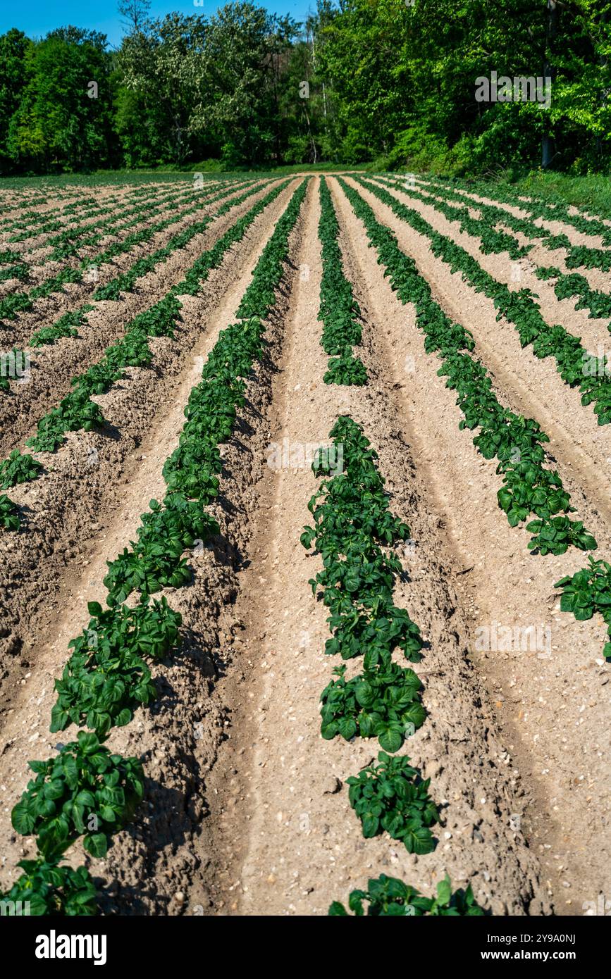 Green field of potato crops in a row Stock Photo - Alamy