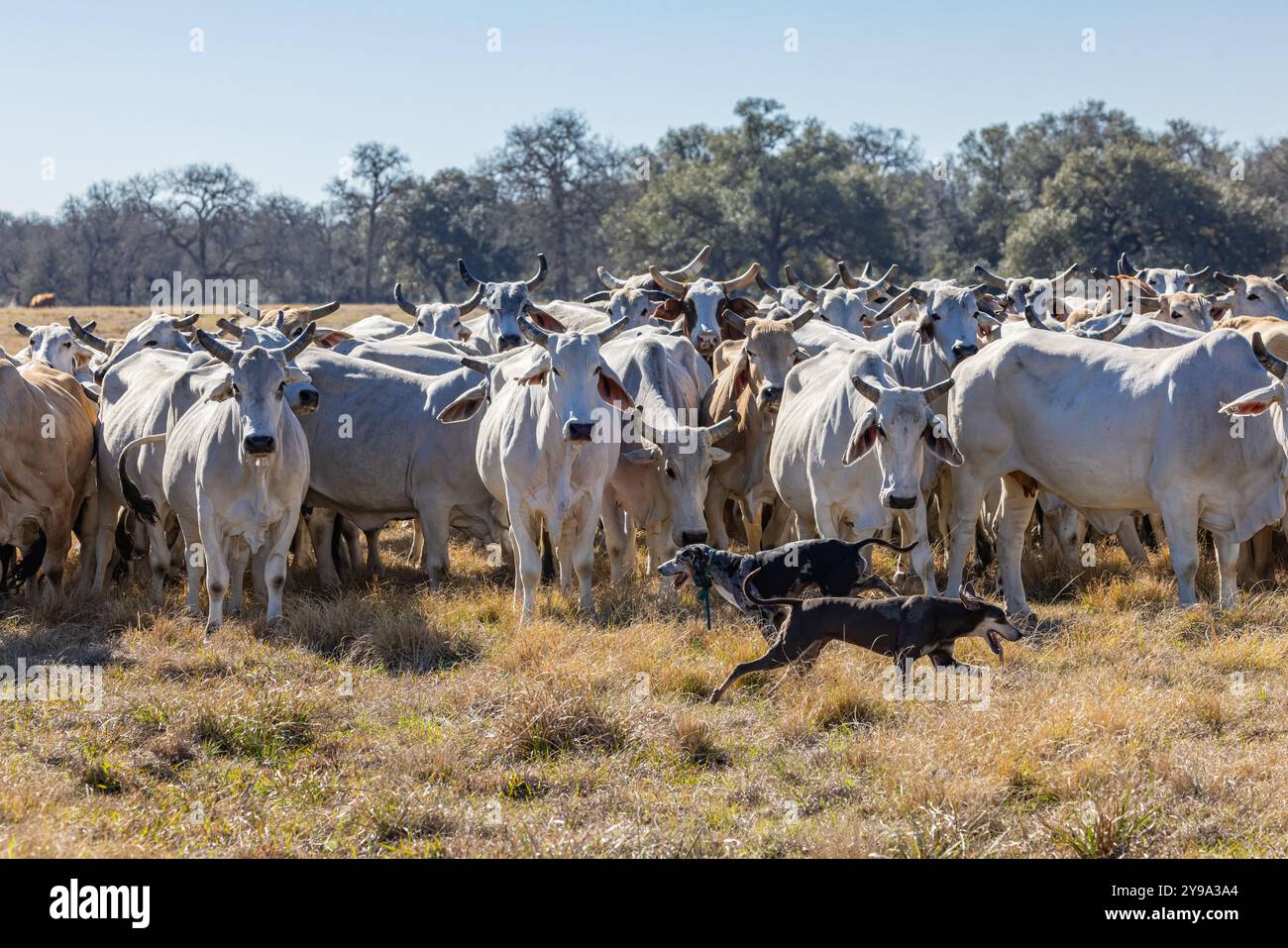 Cattle dogs rounding up cattle hi-res stock photography and images - Alamy
