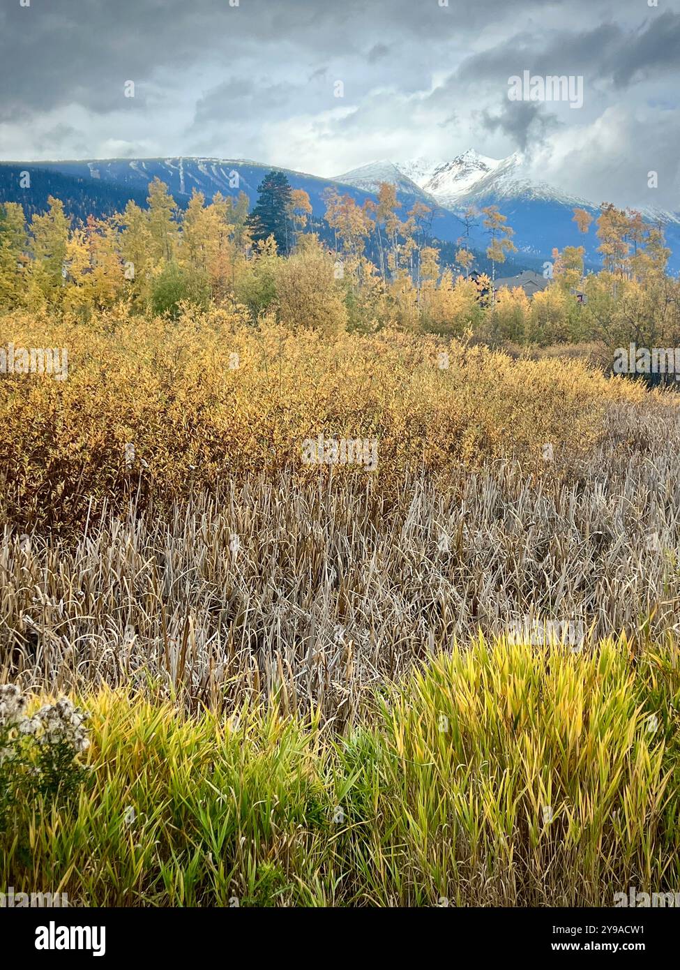 A breathtaking autumn landscape featuring a golden forest set against majestic snow-covered mountain peaks under dramatic, cloud-filled skies. The vib - Smartphone Captured Stock Image