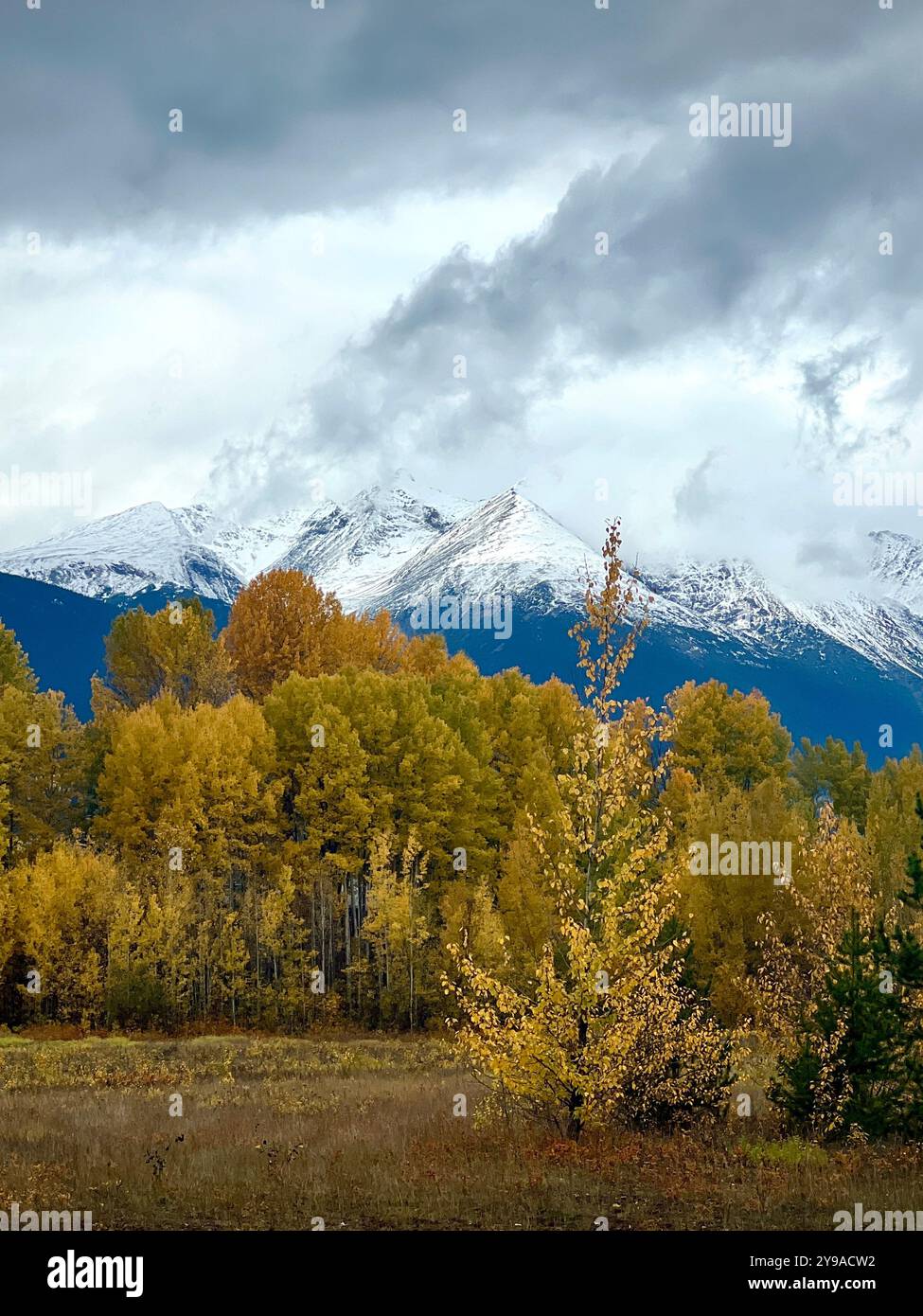 A stunning autumn landscape featuring golden fields, transitioning foliage, and the dramatic backdrop of snow-capped mountain peaks under a cloudy sky - Smartphone Captured Stock Image