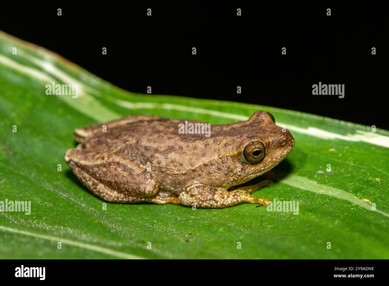 Hyperolius hi-res stock photography and images - Alamy