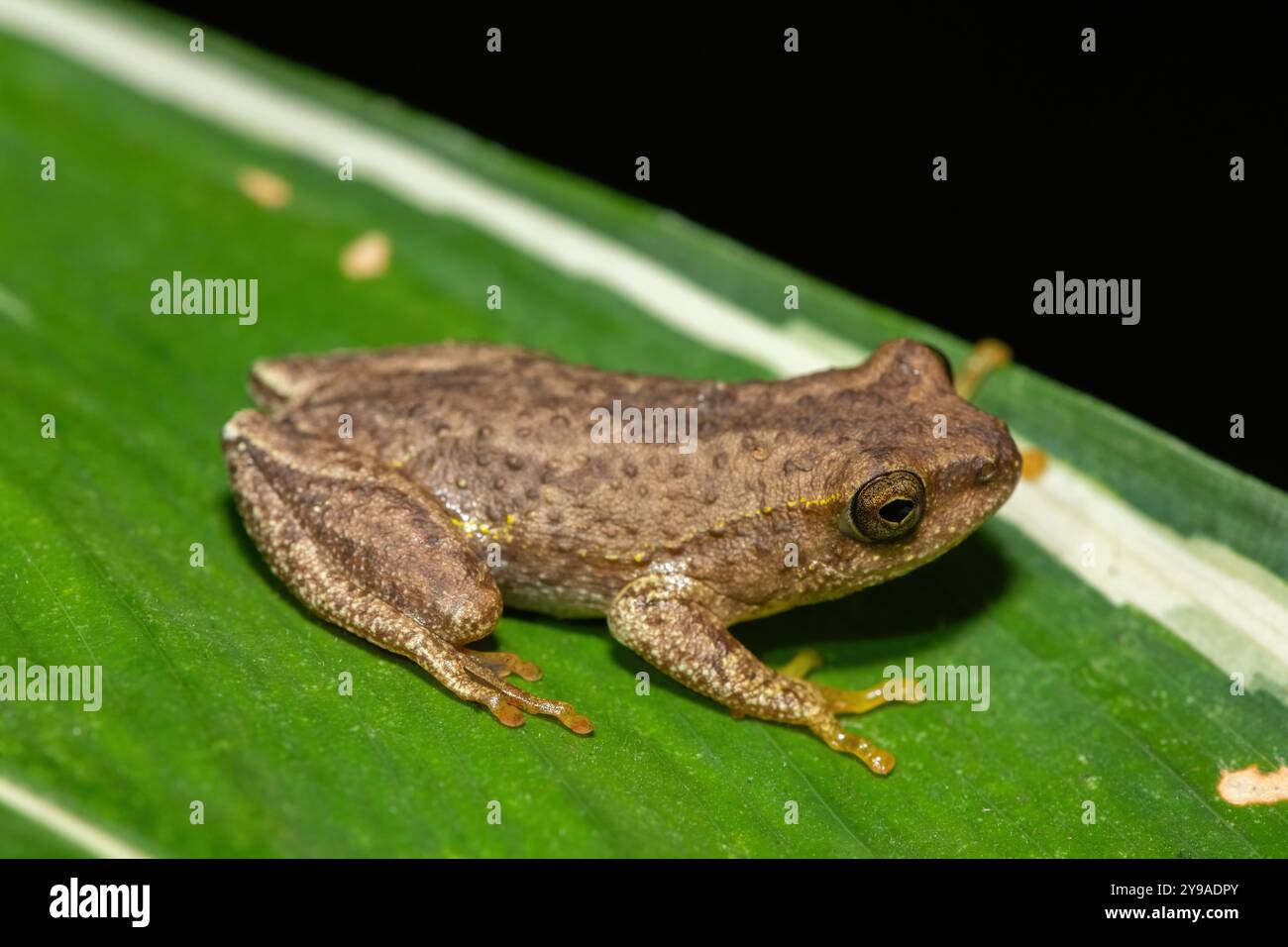 Angolan reed frog hi-res stock photography and images - Alamy