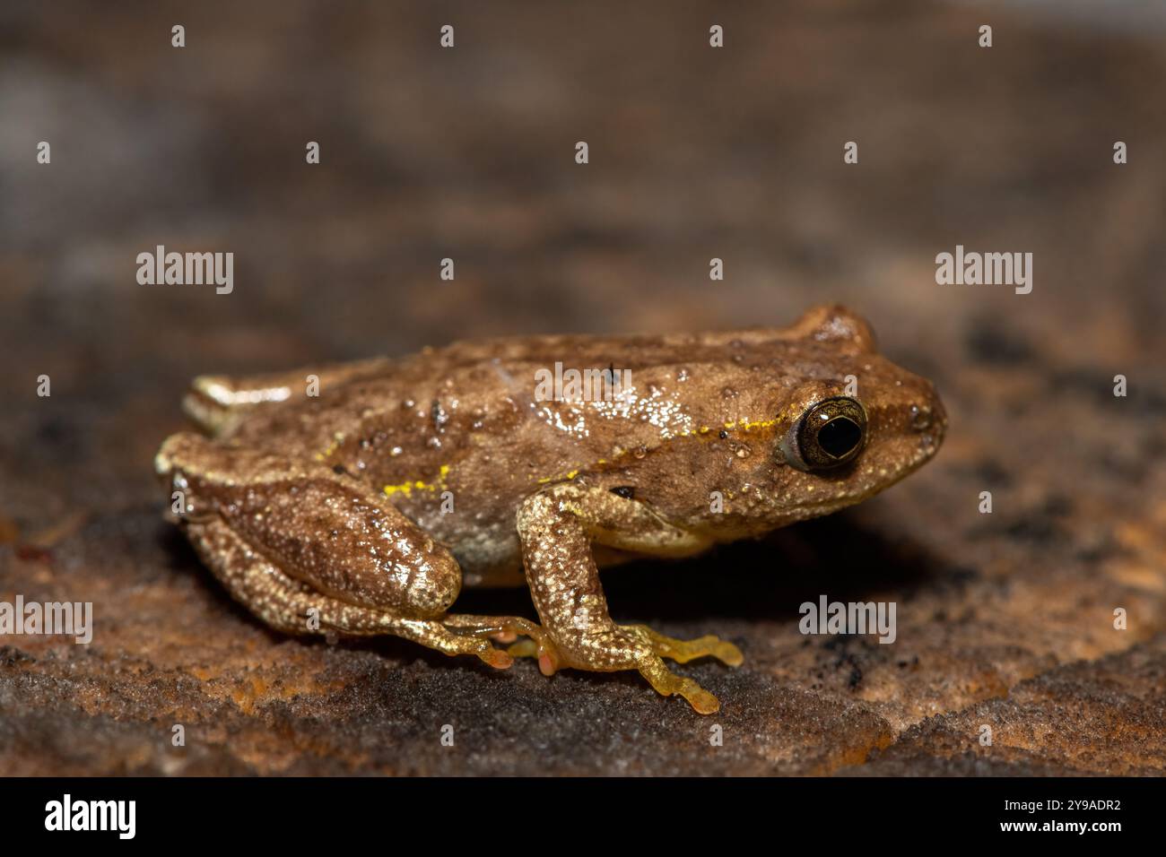 Hyperolius hi-res stock photography and images - Alamy