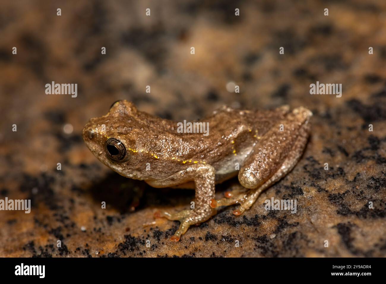 Angolan reed frog hi-res stock photography and images - Alamy