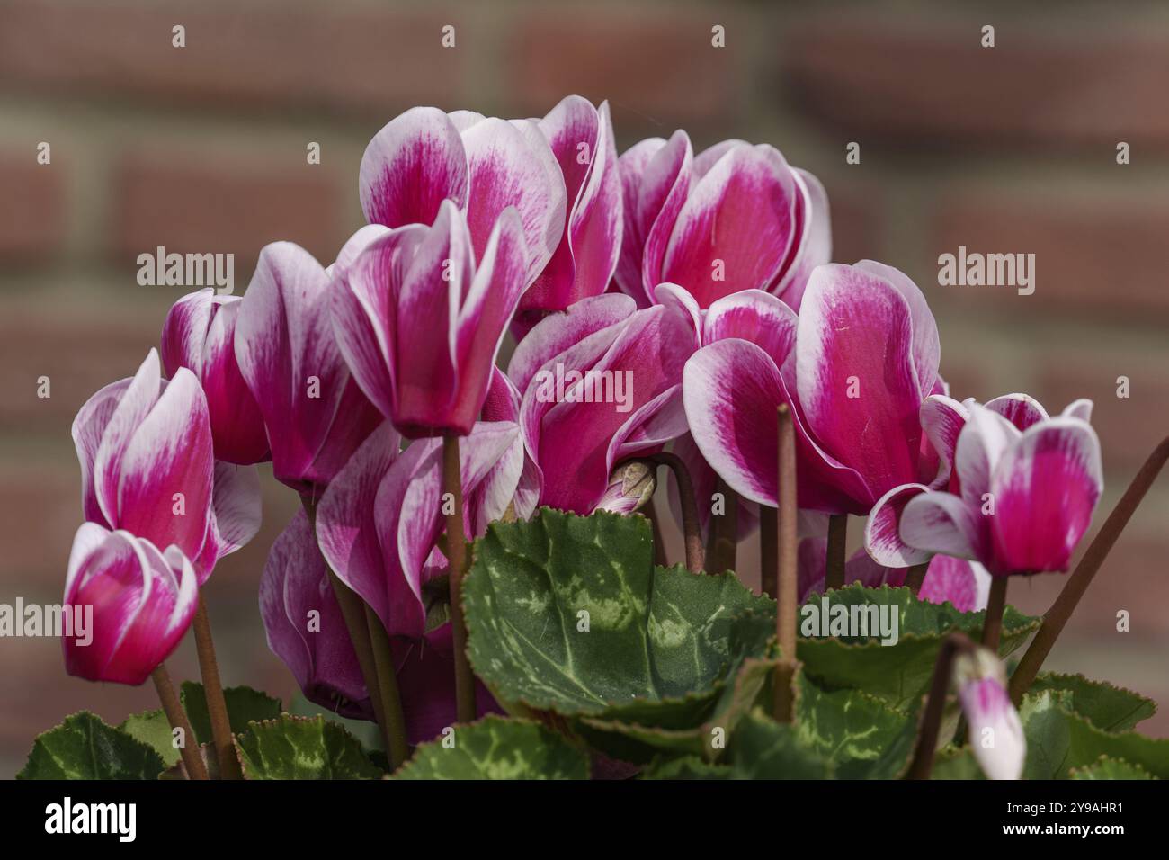 Bright pink flowers blooming in front of an outdoor brick wall, Weseke ...