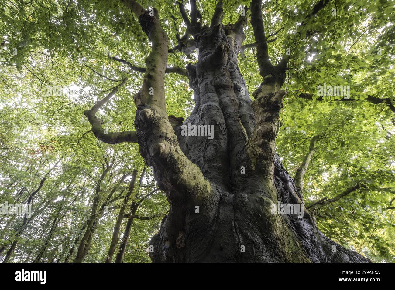 Old copper beech (Fagus sylvatica), Emsland, Lower Saxony, Germany, Europe Stock Photo