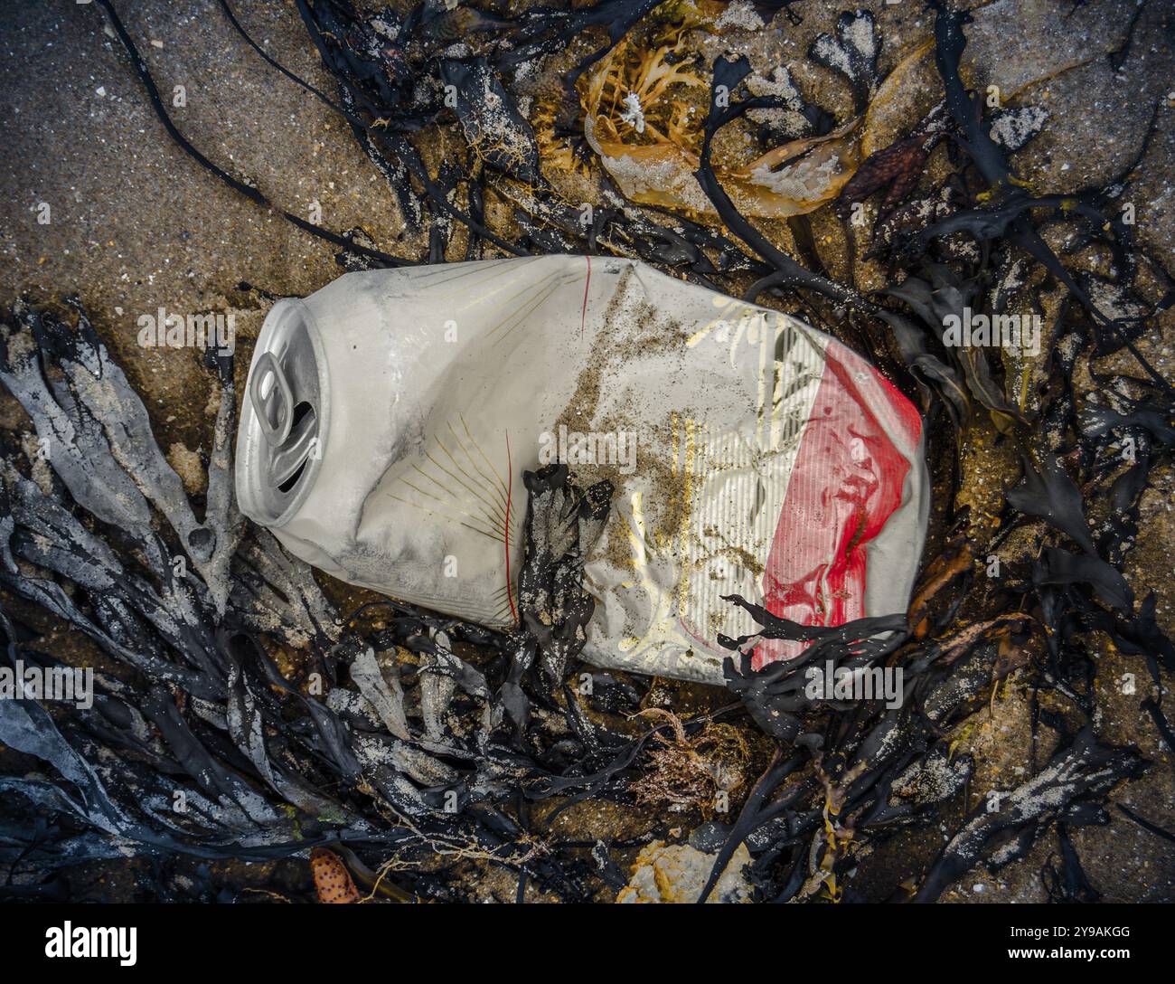 Beer Rings Polution Pollution Image Of A Beer Can On A Beach Surrounded By Seaweed Stock ...