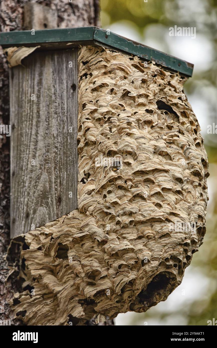Wasps hive on tree Stock Photo