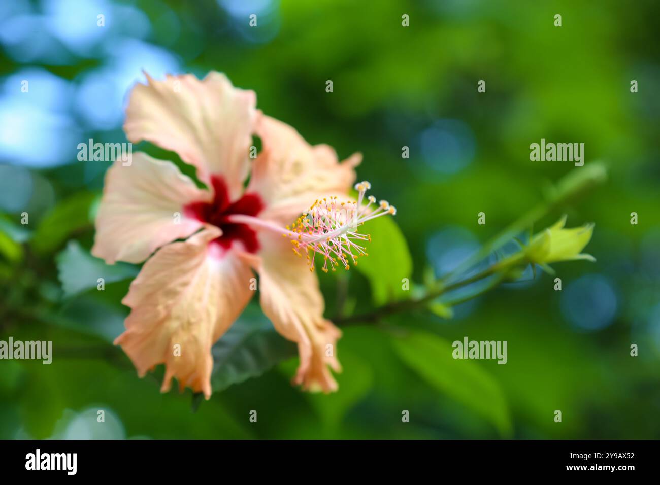A selective focus of Light orange hibiscus flower with a blurry natural backgroun Stock Photo