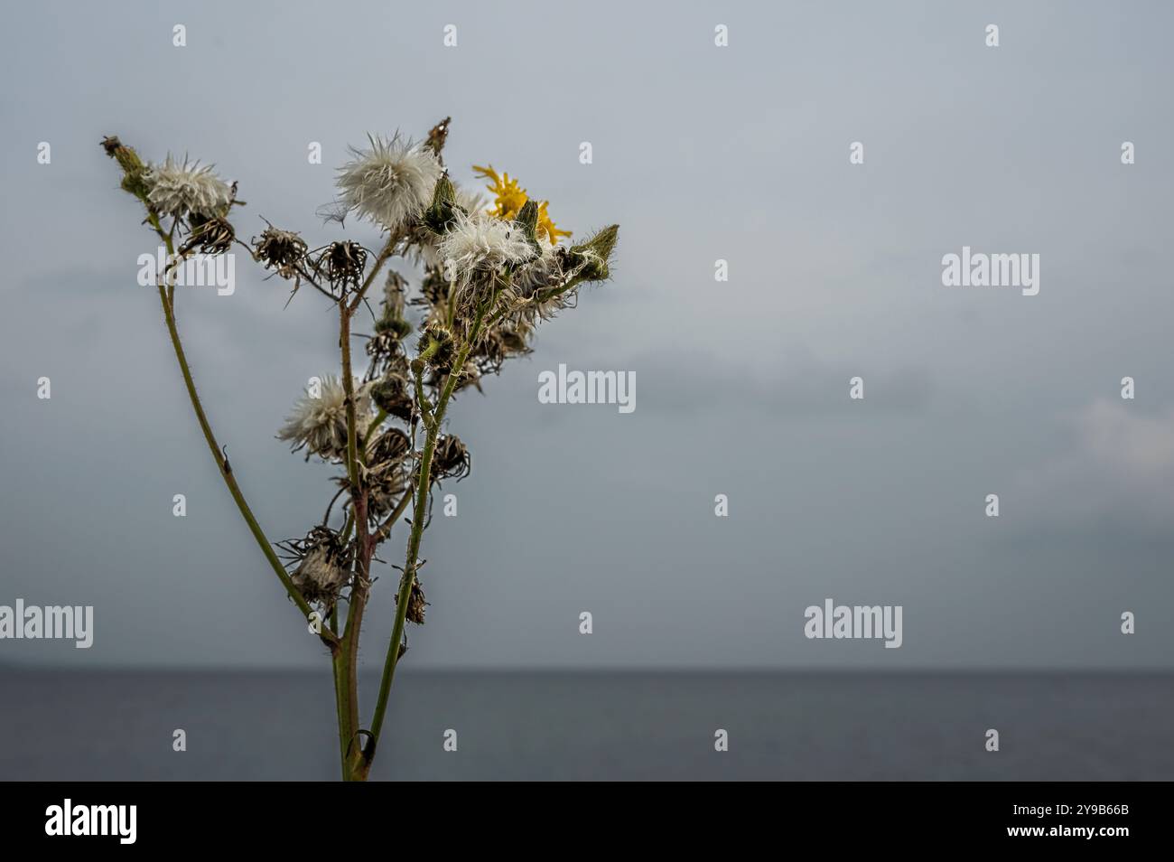 thistle with seed pods, thorns and a yellow flower against a blurred ocean, Denmark, September 24, 2024 Stock Photo