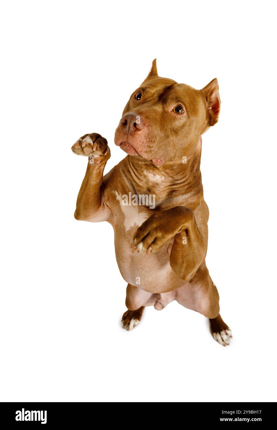 Dog breed American Pit Bull Terrier stands up on its hind legs isolated on a white background Stock Photo