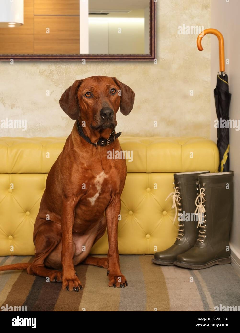 The Rhodesian Ridgeback dog sitting on the rug in the hallway of the ...