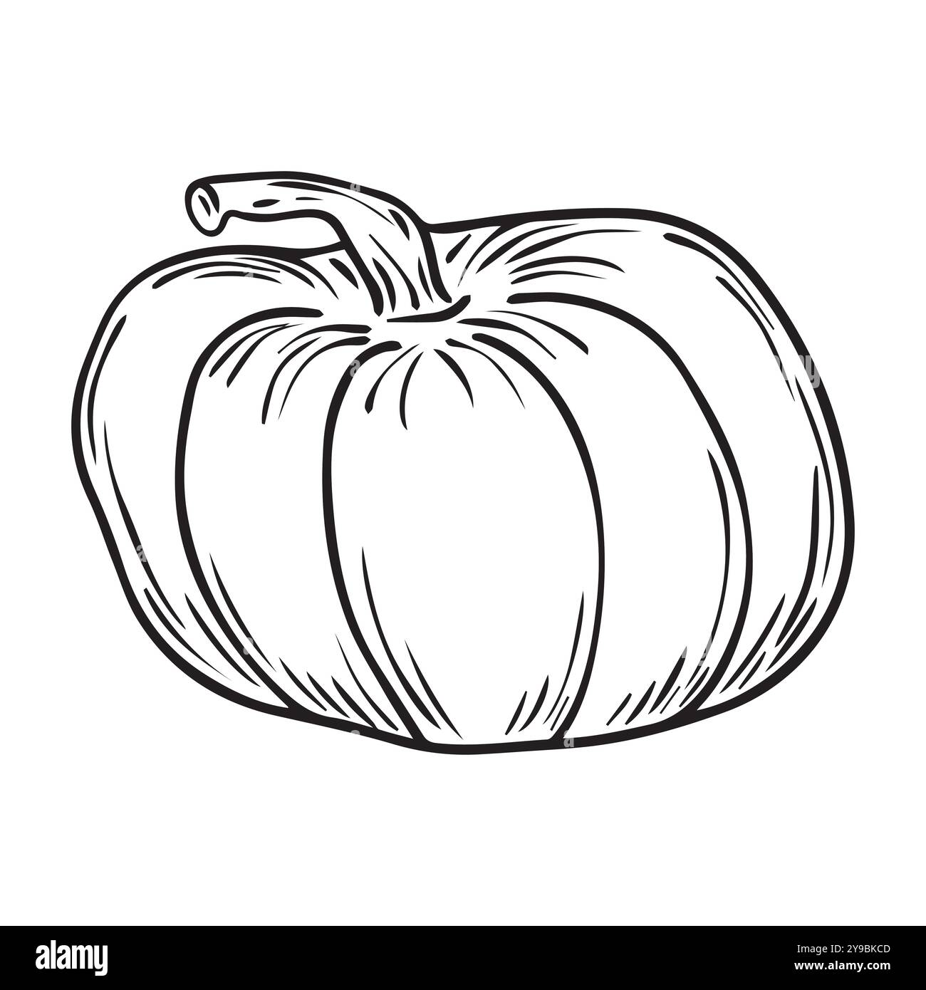Pencil Sketch of a Pumpkin on a white Background. Autumn Hand Drawn ...