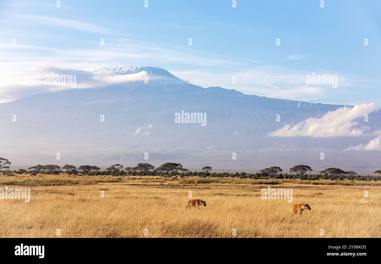 Photo inspiration: Visual Reference: Hyenas In Early Morning Light Walk In The Long Grass