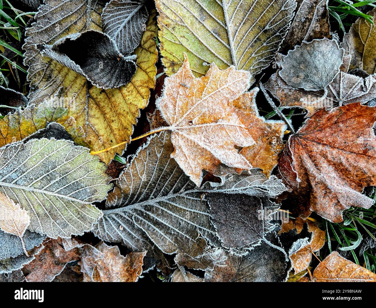 Frost-kissed autumn leaves showcase nature's delicate beauty as they lie on the ground - Smartphone Captured Stock Image