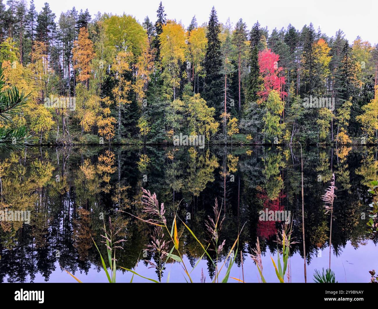 Vibrant autumn trees reflect perfectly in the still waters of a serene lake - Smartphone Captured Stock Image