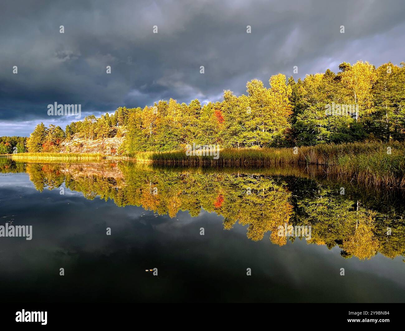Golden autumn trees and dramatic skies are mirrored in a calm body of water - Smartphone Captured Stock Image