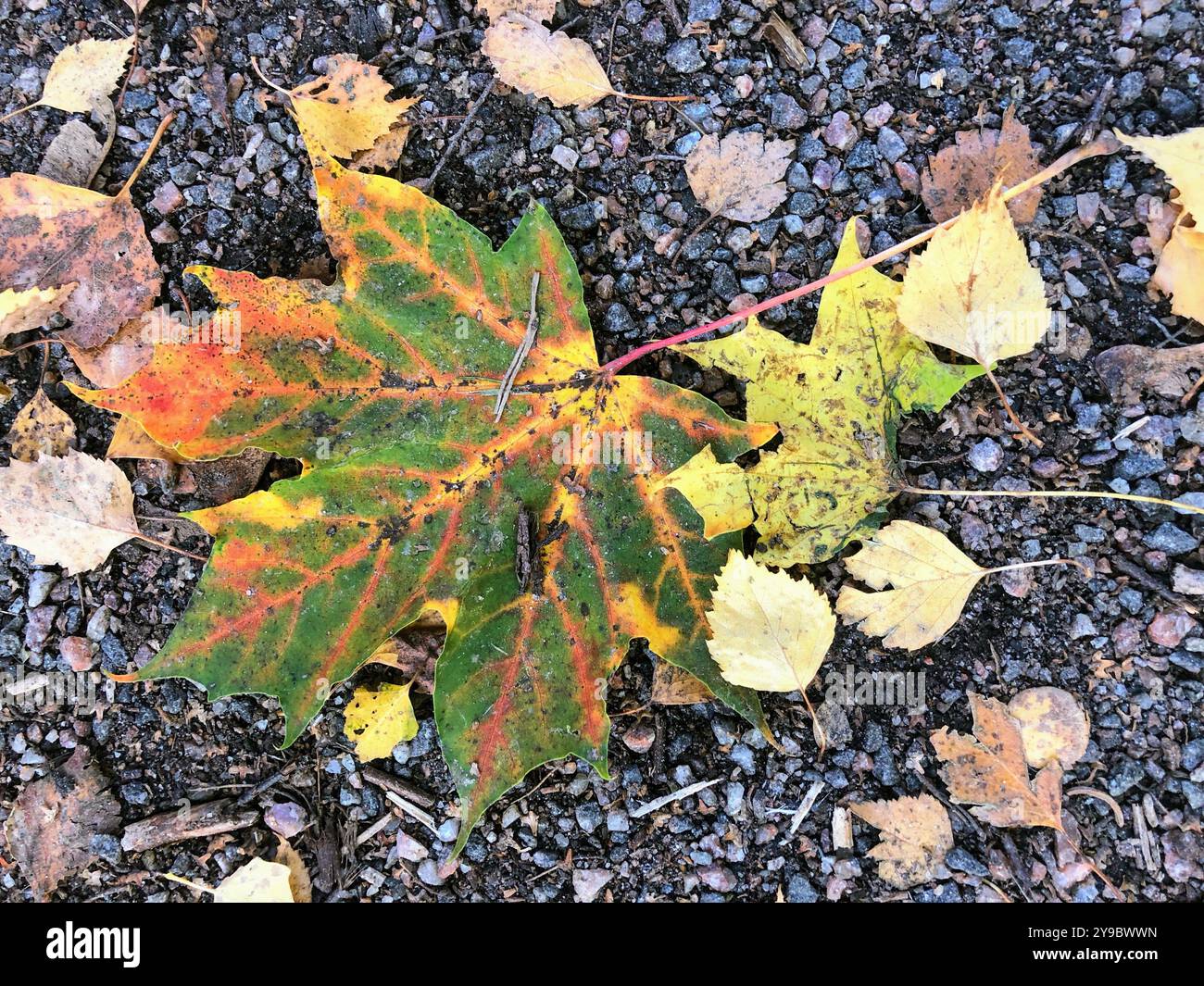 A vibrant autumn leaf rests on gravel, showcasing a blend of red, green, and yellow hues - Smartphone Captured Stock Image