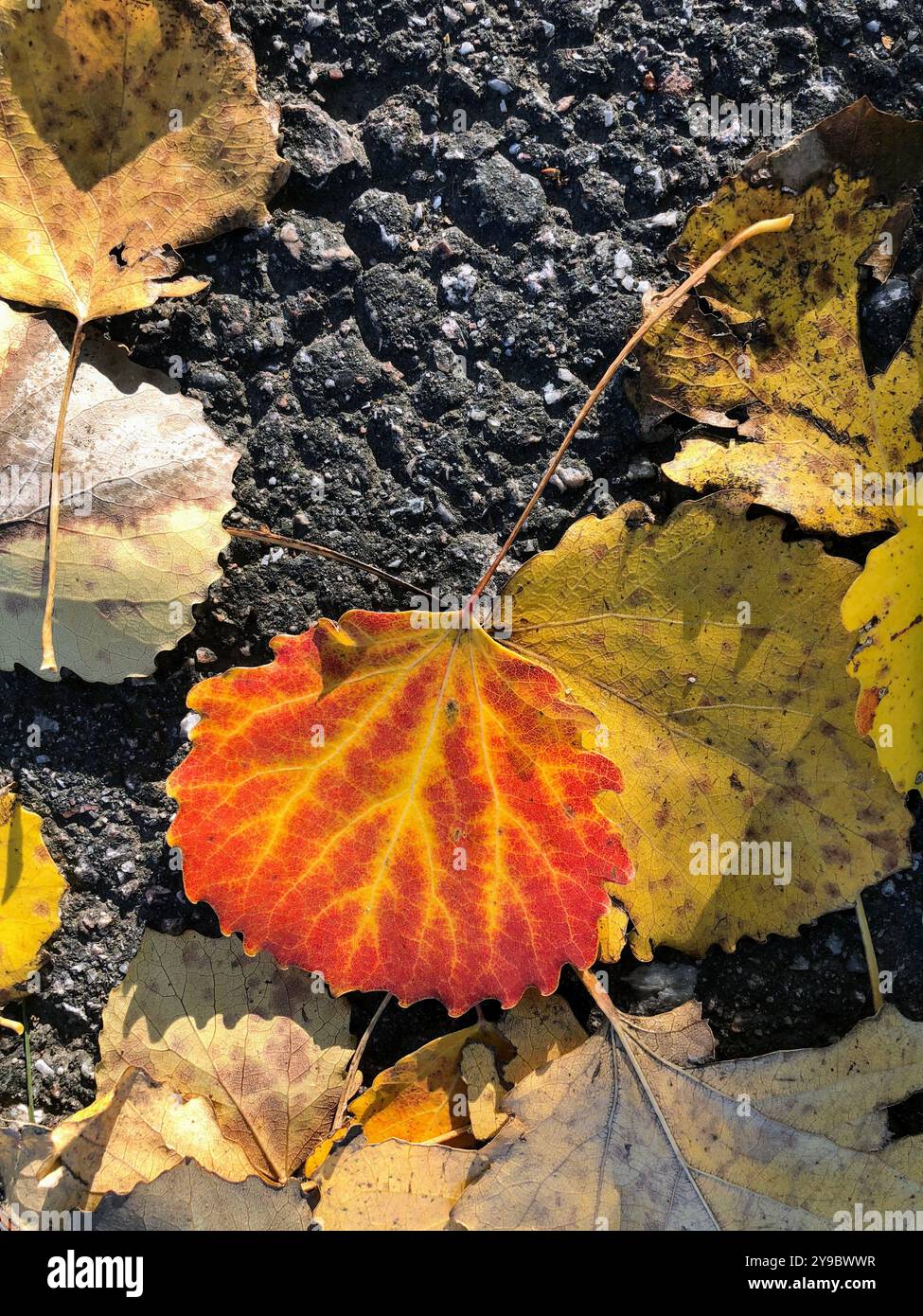 A single bright red and yellow autumn leaf contrasts with the dark asphalt background, capturing the essence of fall - Smartphone Captured Stock Image