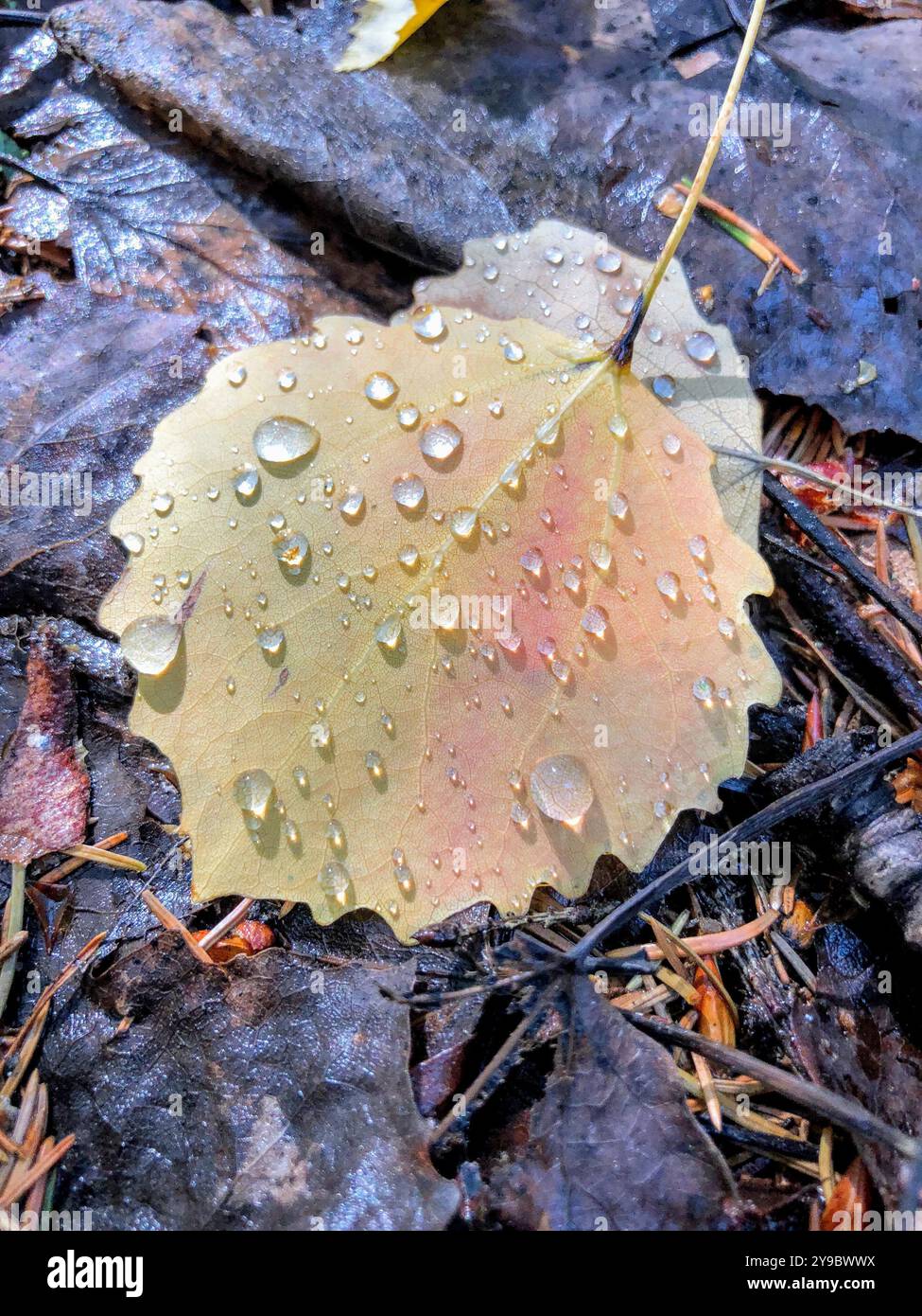 A delicate autumn leaf covered in dew drops lies on the forest floor, capturing the essence of fall moisture - Smartphone Captured Stock Image