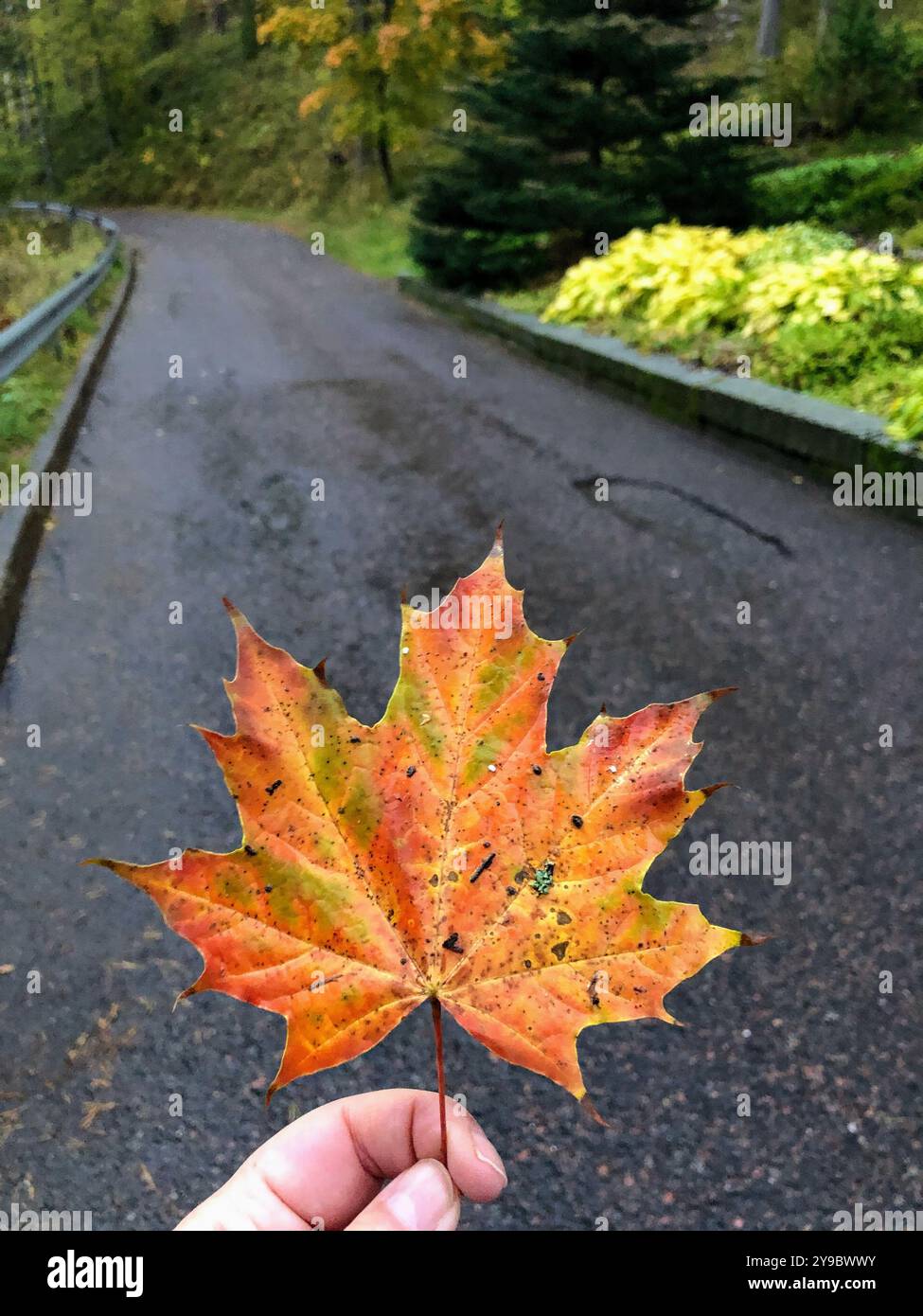 A hand holds an orange autumn leaf on a damp road, symbolizing the changing season - Smartphone Captured Stock Image