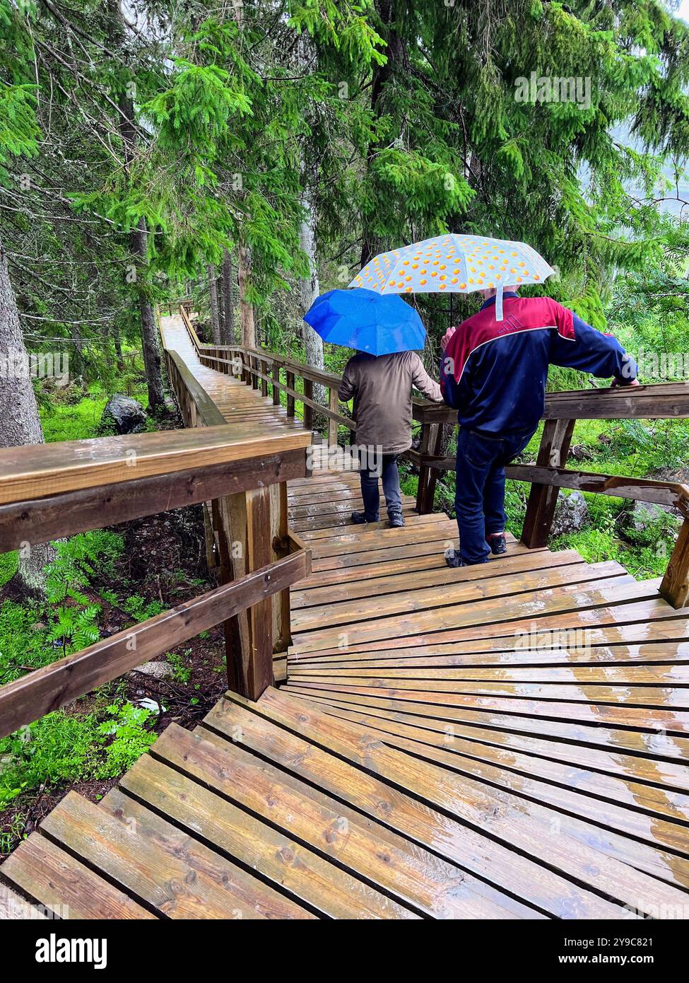 Two people with colorful umbrellas walking down along a rain-soaked wooden staircase in the lush forests of Tahko resort, Kuopio, Finland - Smartphone Captured Stock Image