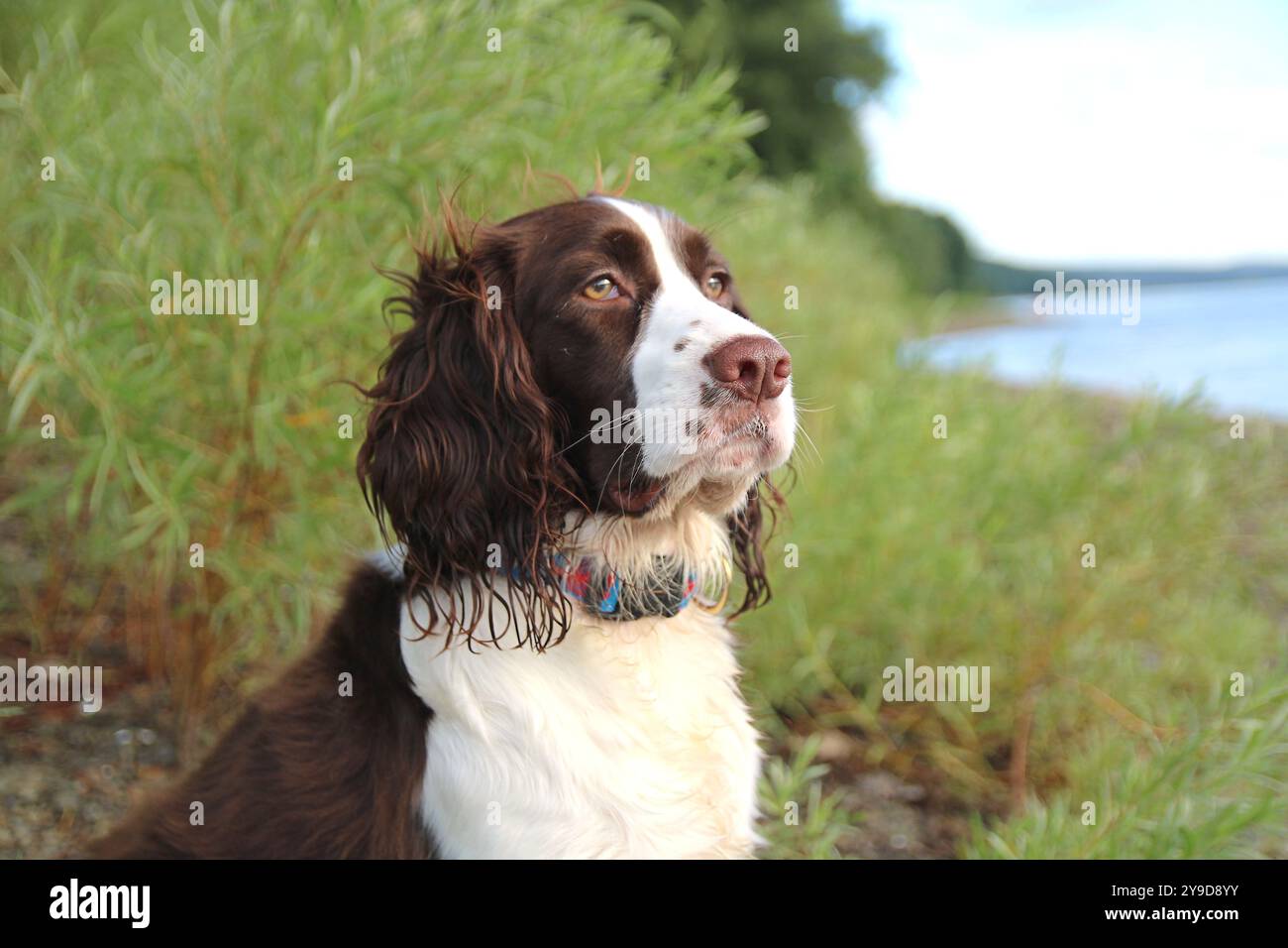Man's Best Friend Looking Stoic On The Lakeshore Stock Photo