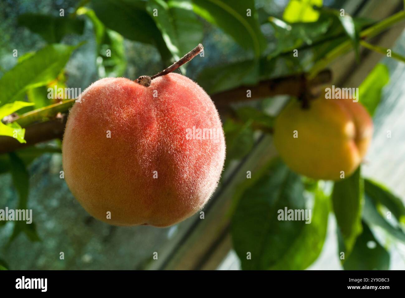 Ripe peaches ( prunus, persica) ready to pick, fruit, on branch in August,  growing in greenhouse in Falkirk, Central Scotland, UK Stock Photo