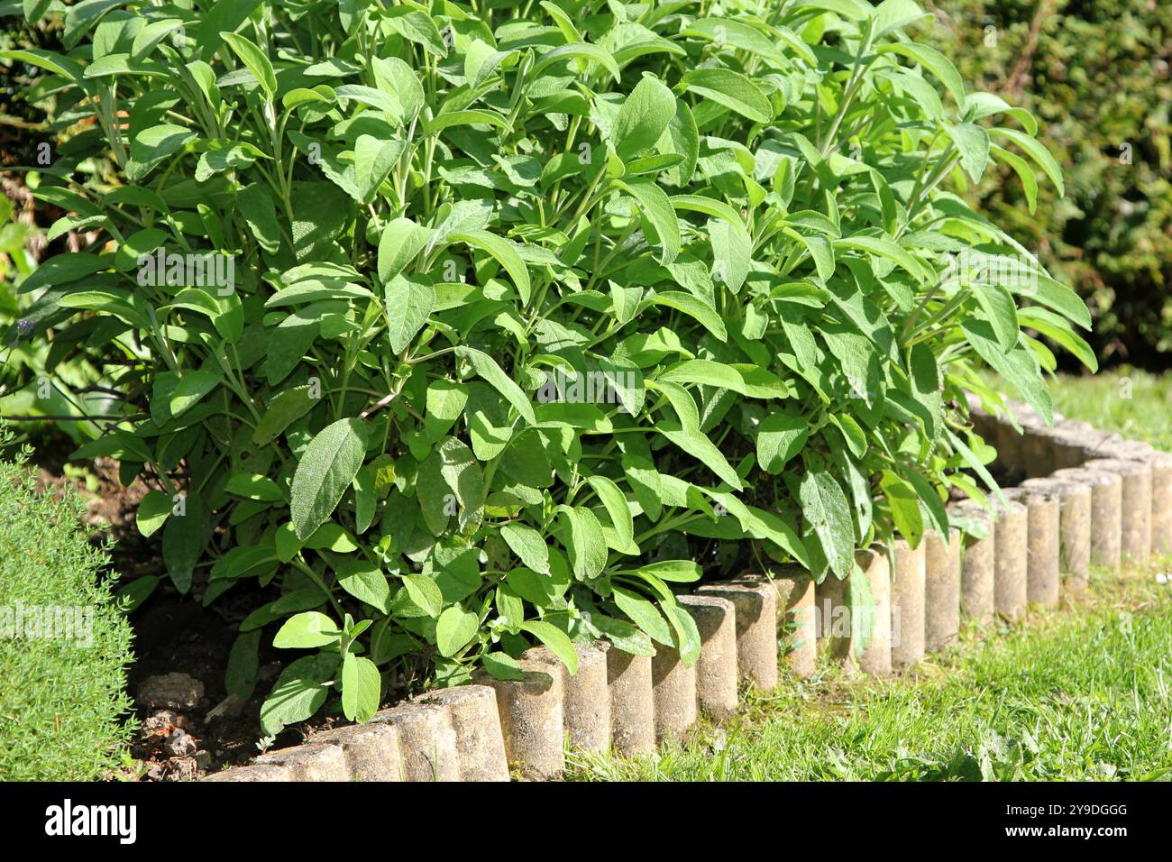 Concrete bed plant hi-res stock photography and images - Alamy