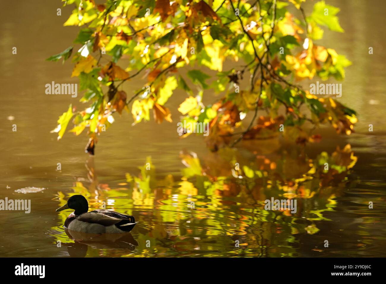 A duck at Bodenham Arboretum where trees show autumnal colour, in Kidderminster, Worcestershire. Picture date: Thursday October 10, 2024. Stock Photo