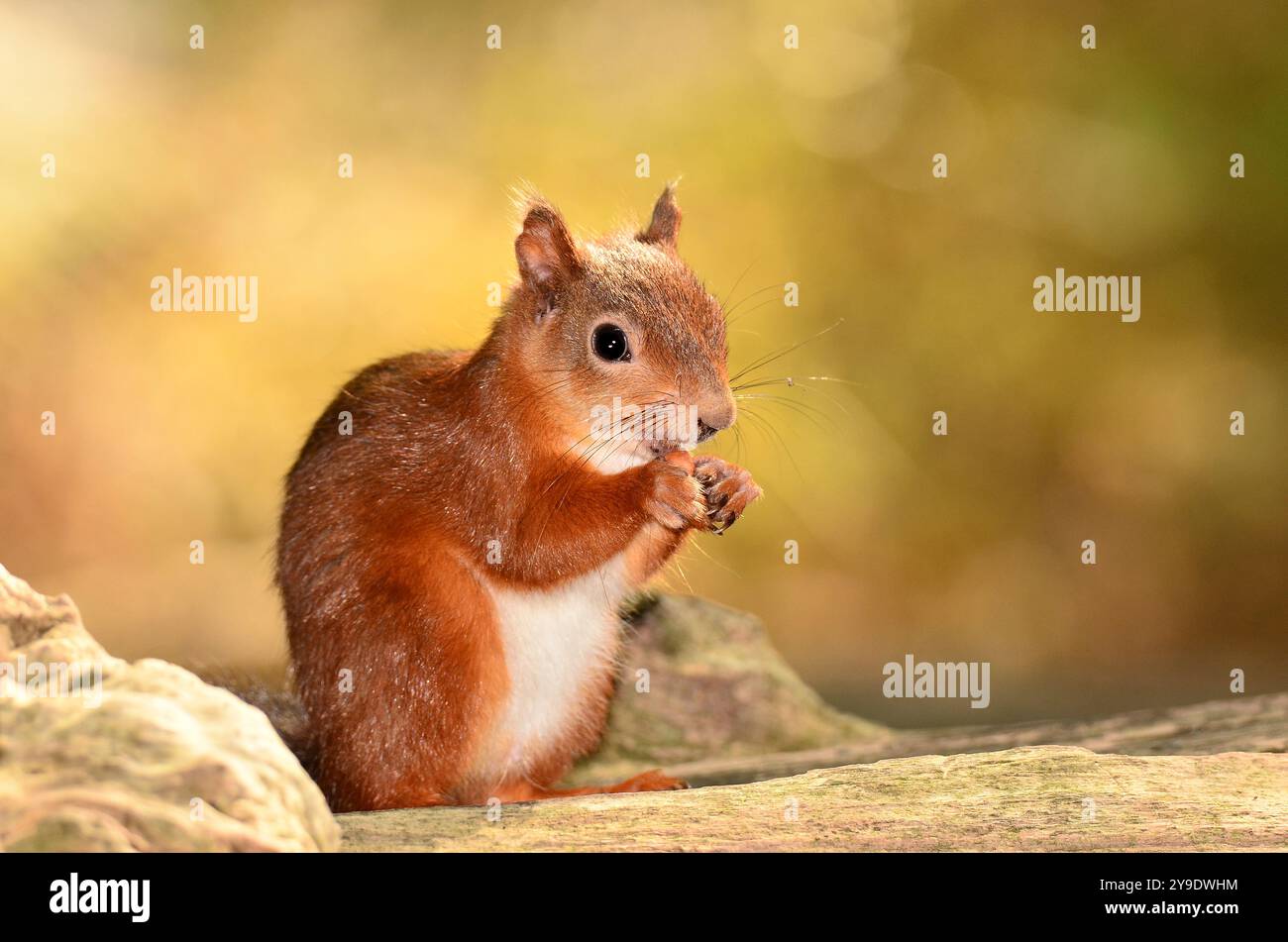 Adult red squirrel. Brownsea Island, Dorset, UK Stock Photo
