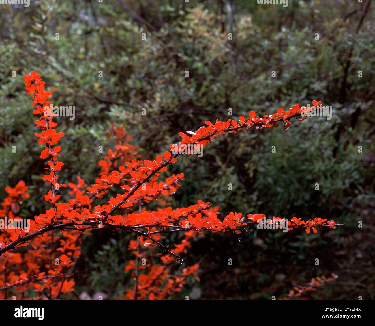 Barberry bushes hi-res stock photography and images - Alamy