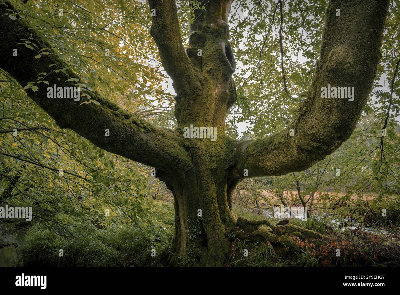 Golitha Falls.  A massive imposing old Beech Tree Fagus sylvatica in atmospheric ancient Draynes Wood on Bodmin Moor in Cornwall in the UK. Stock Photo