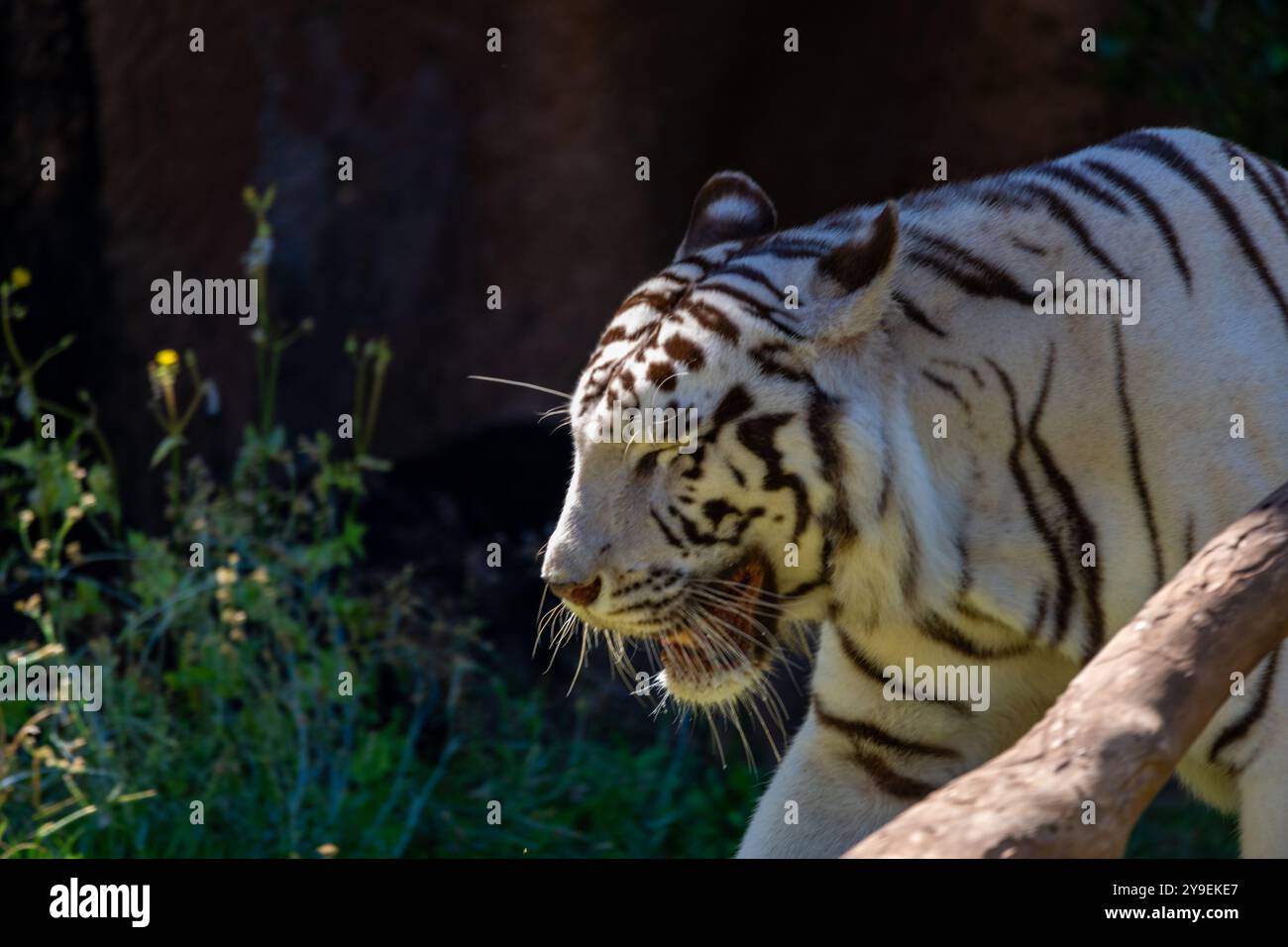 Tigre de bengala blanco Stock Photo - Alamy