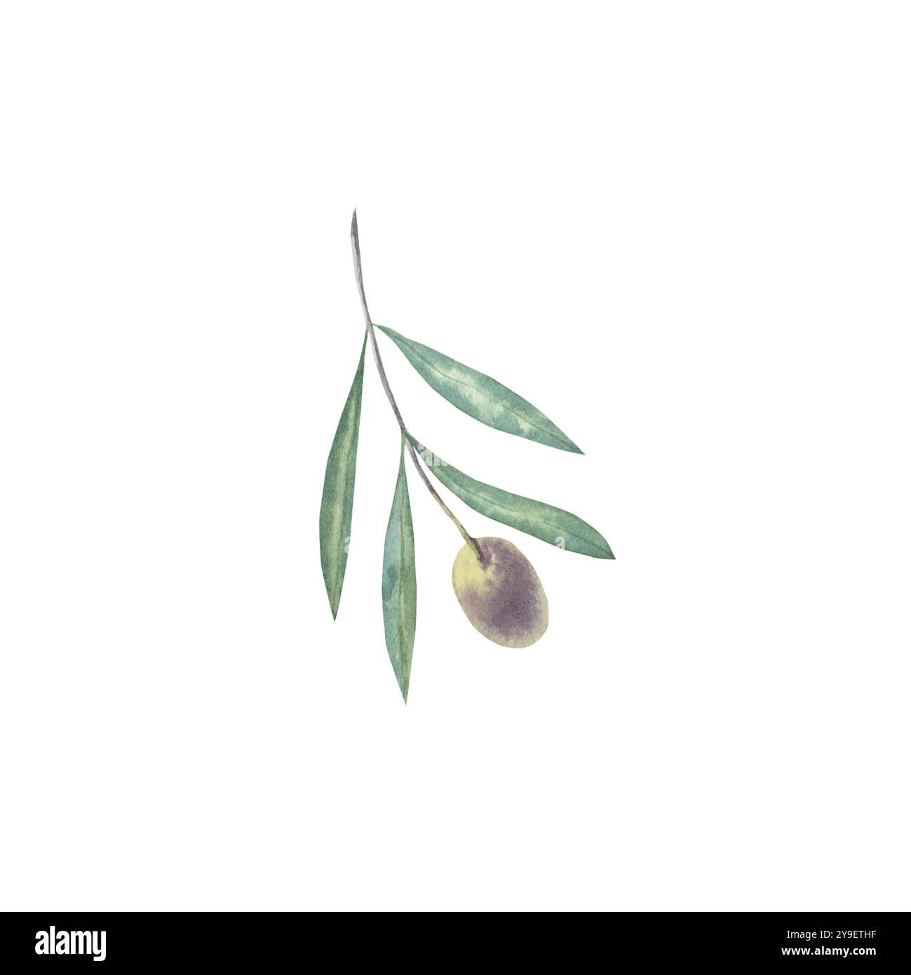 Watercolor hand drawn olive branch Stock Photo - Alamy