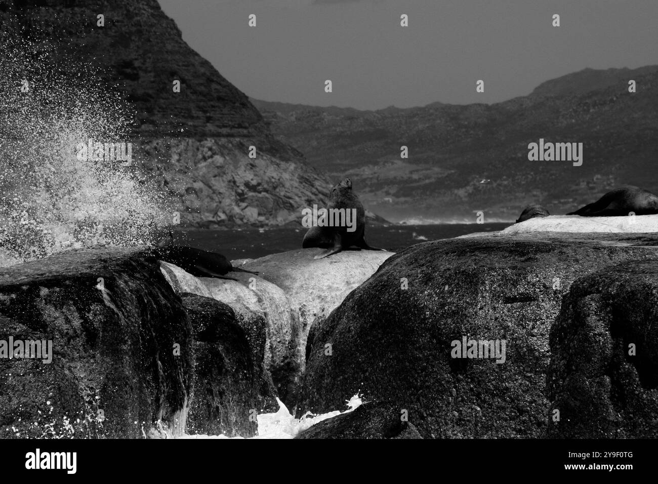 Seal on a rock Black and White Stock Photos & Images - Alamy