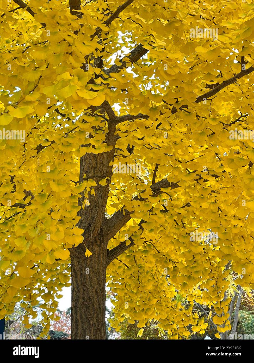 Deciduous tree in Autumn. - Smartphone Captured Stock Image