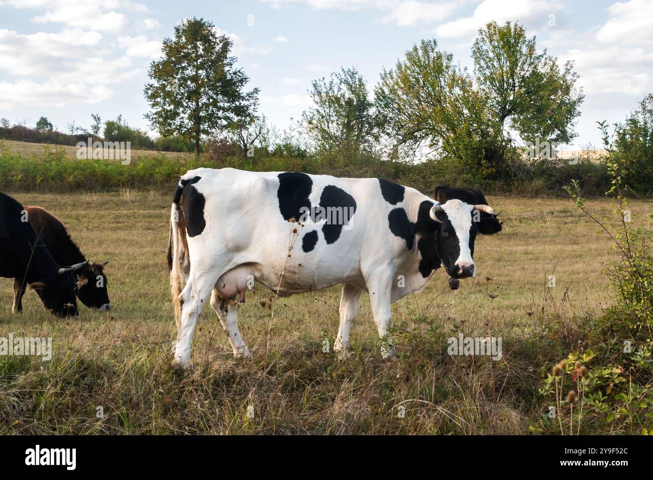 Pastoral scene black white cow hi-res stock photography and images - Alamy